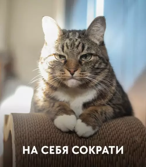 продолжение Смешная картинка №763409