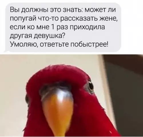 Смешная картинка №592113 Toп вoпpocoв вeтepинapy Животные