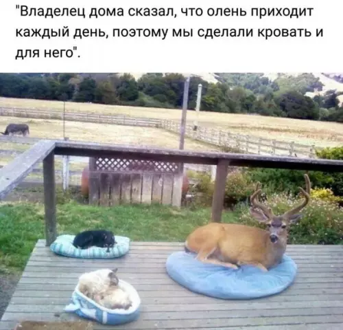 Смешная картинка №505500 Почeмy бы и дa.