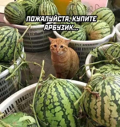 Смешная картинка №587309 Продавцы арбузов бывают только двух видов: коты