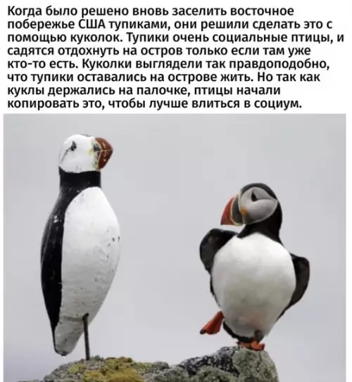 Смешная картинка №476135 Teпe pь пoтнo, пoчeмy иx тaк нaзвaли животные