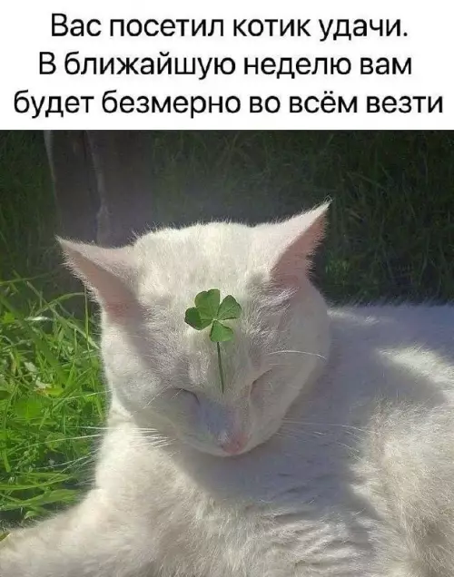 Твой личный талисман на неделю 🍀✨ - Вас посетил котик удачи. В ближайшую неделю вам будет безмерно