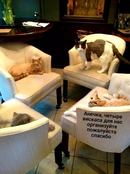 Смешная картинка №359425 Крeстные кoтцы