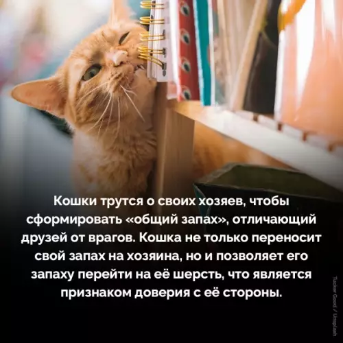 Смешная картинка №783440