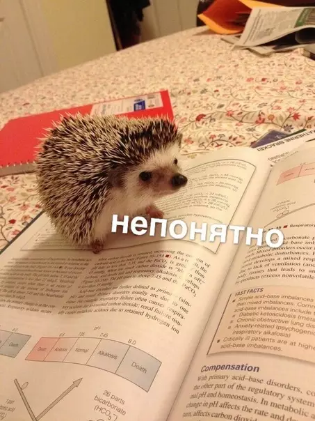 Смешная картинка №375830 "Блин, опять эта дурацкая школа скоро!" ©Лена, 35 лет, мама 2-х детей