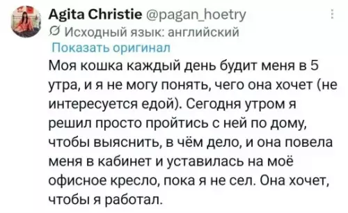 Кошачий босс требует дедлайны! 😼💼 - Моя кошка каждый день будит меня в 5 утра, и