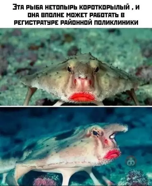 Смешная картинка №500368 У нас такая работает в МФЦ