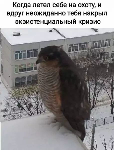 Смешная картинка №646308