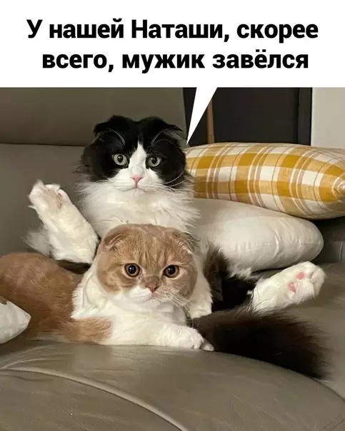 Смешная картинка №577871 Кошки и наташа