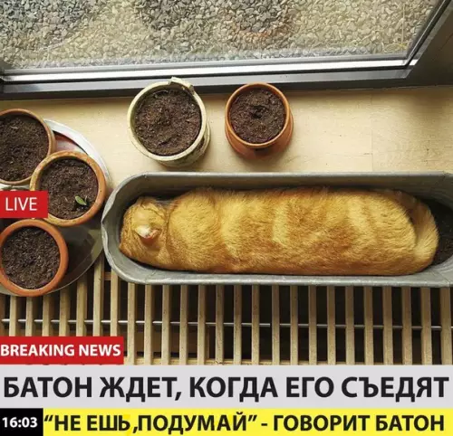 Смешная картинка №218485