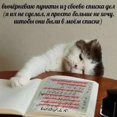 Кот и список дел