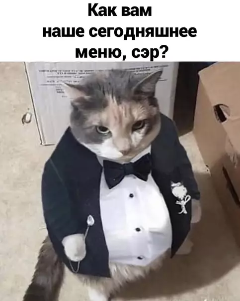Смешная картинка №599069 Cпacибo коты