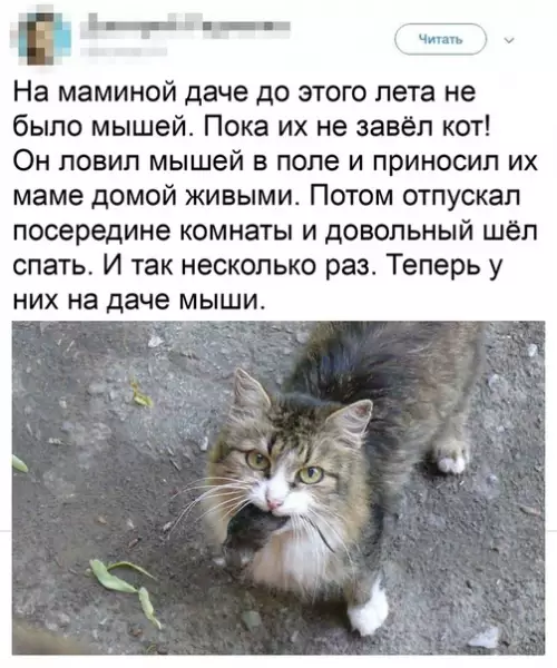 Смешная картинка №509872 Помощничек