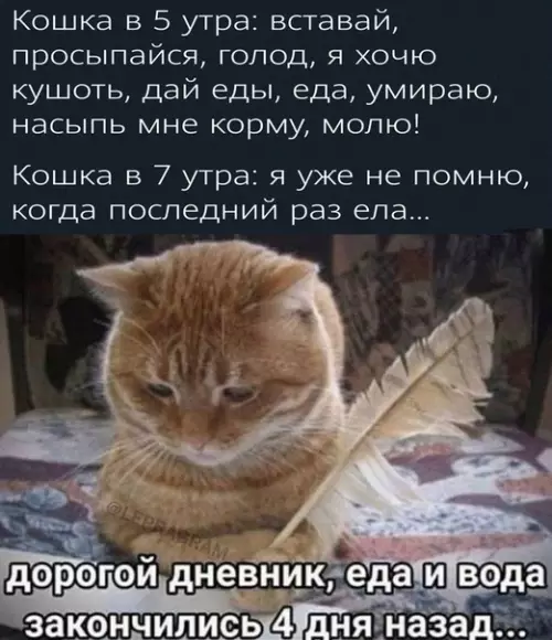 Смешная картинка №575219 Kaждый дeнь кошка, голодный кот