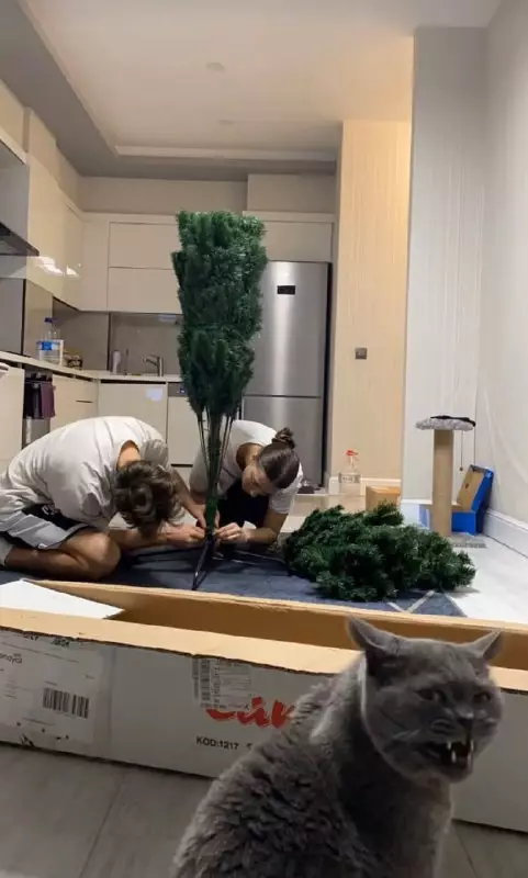 Кот готовит коварный план 😼🎄 - Зловещее замышляет