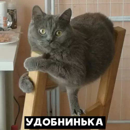 Смешная картинка №464088 Из серии «удобно пипец» Кошки
