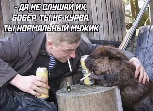 Смешная картинка №714308 Бобры