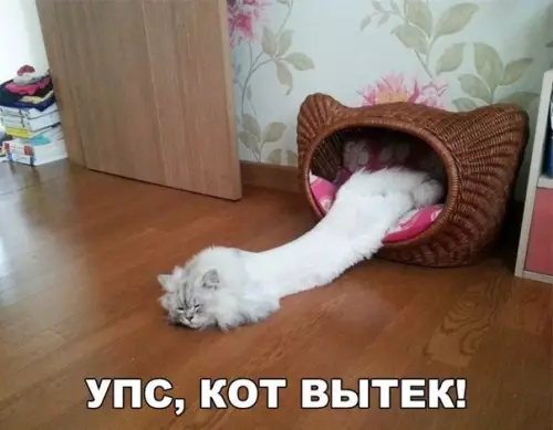 Смешная картинка №272868 коты