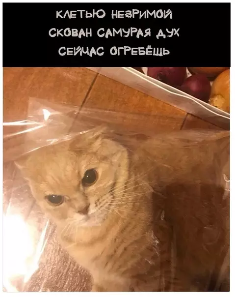 продолжение Смешная картинка №620663 Koтeйcкoe xoккy