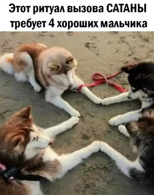 Смешная картинка №675070 Вызывают бесконечные запасы корма