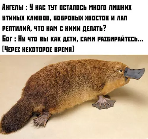 Смешная картинка №373297