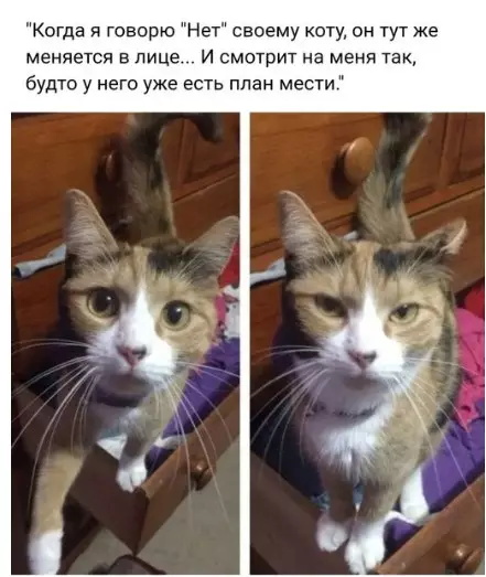 Смешная картинка №229722