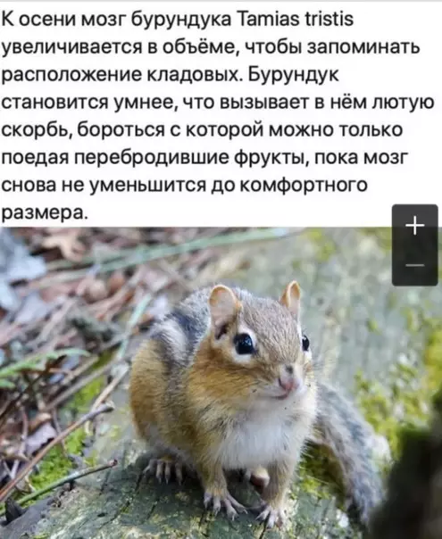 Смешная картинка №602613 животные