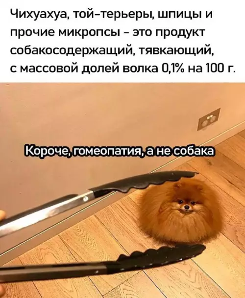 Смешная картинка №725994 собаки