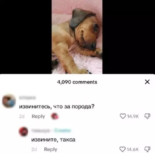 Смешная картинка №730096 Извините 