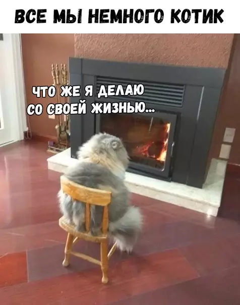Смешная картинка №328528 котики