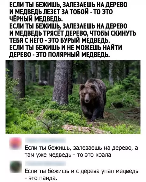Смешная картинка №632906 медведь