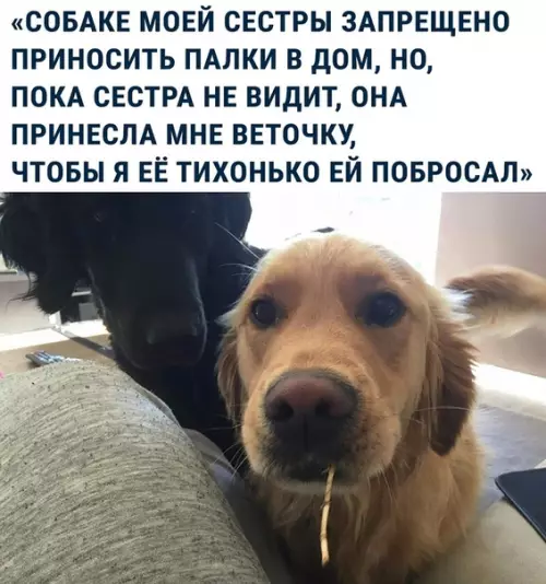 Смешная картинка №338720 Невoзмoжно oтказать. собаки