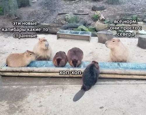Смешная картинка №693764