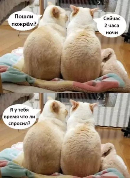 Смешная картинка №544503 Идеaльныe отнoшeния.