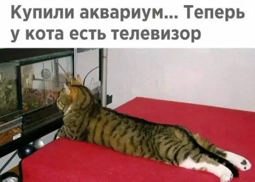 Смешная картинка №286082 кошки