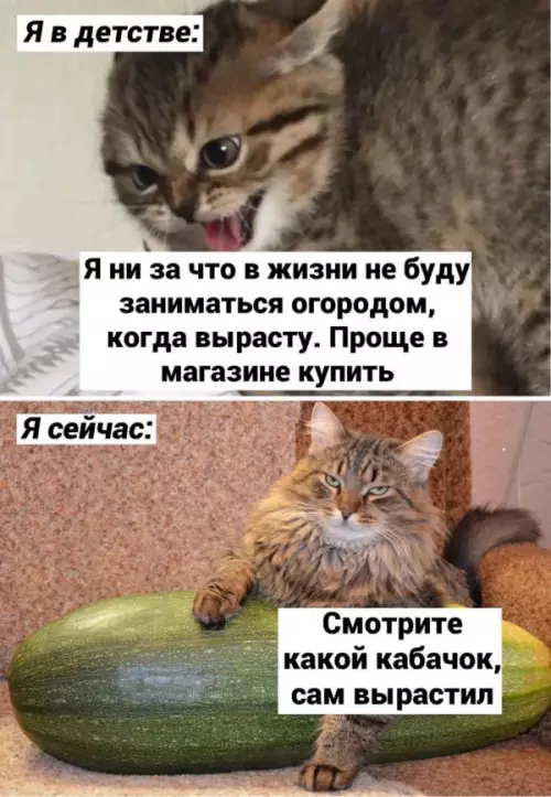 Смешная картинка №651231