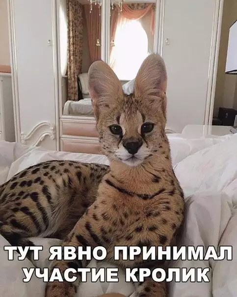 Смешная картинка №213458