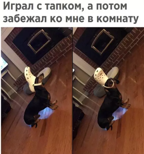 Смешная картинка №298595 собаки