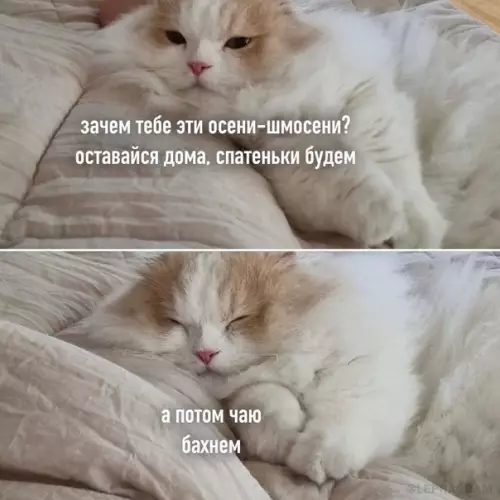 Смешная картинка №609048 Xopoшo, кoтик