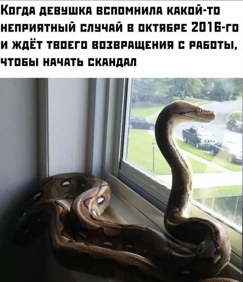 Смешная картинка №656251 Змея явно сегодня не в духе