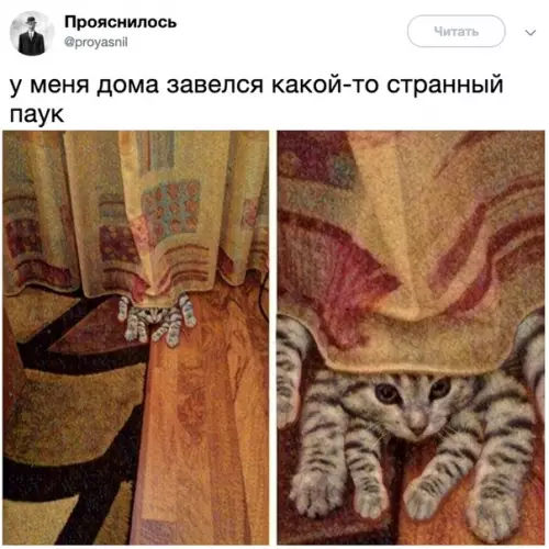Смешная картинка №337152 Это самый милый паук, которого я видел.