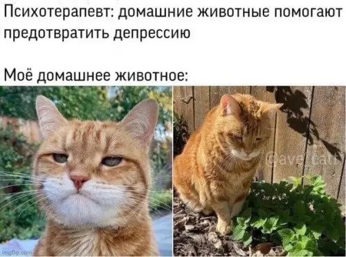 Смешная картинка №499496 Его срочно нужно спасать