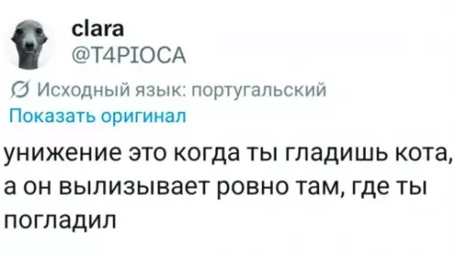 Кошачий троллинг высшего уровня 🐈‍⬛ - унижение это когда ты гладишь кота, а он вылизывает ровно
