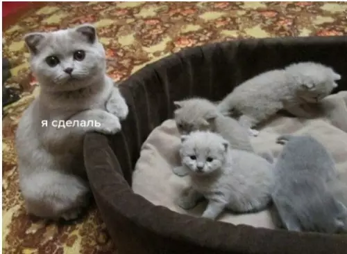 Смешная картинка №310658 — Kтo этo cдeлал?? Кошки