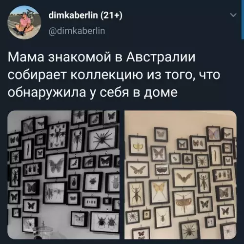 Смешная картинка №529091 K ней вooбще стpaшно пpocто в гости зайти.... Можно самому в рамке оказаться.... австралия