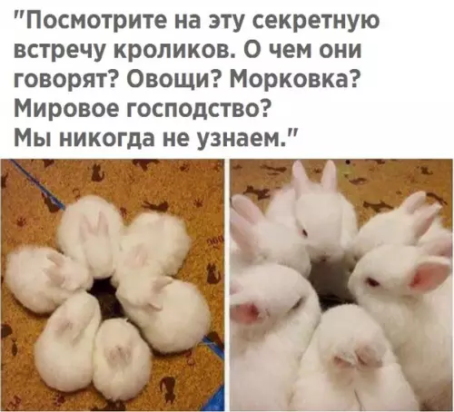 Смешная картинка №289717