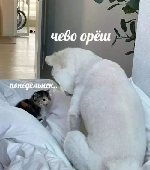 Смешной диалог кота и собаки - чего орешь понедельник..