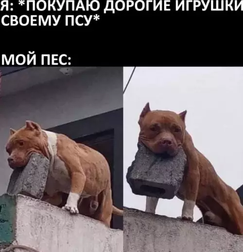 Смешная картинка №554334