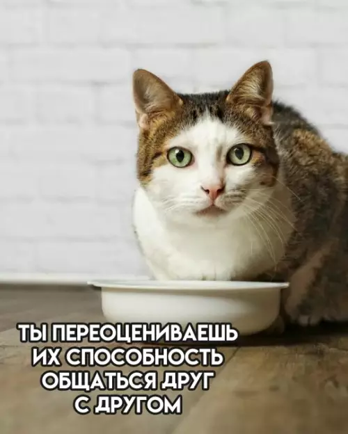 продолжение Смешная картинка №781237