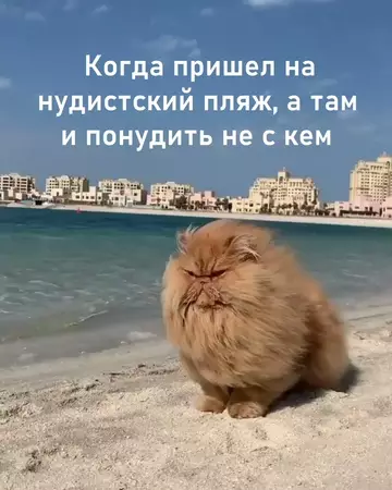 Смешная картинка №764677